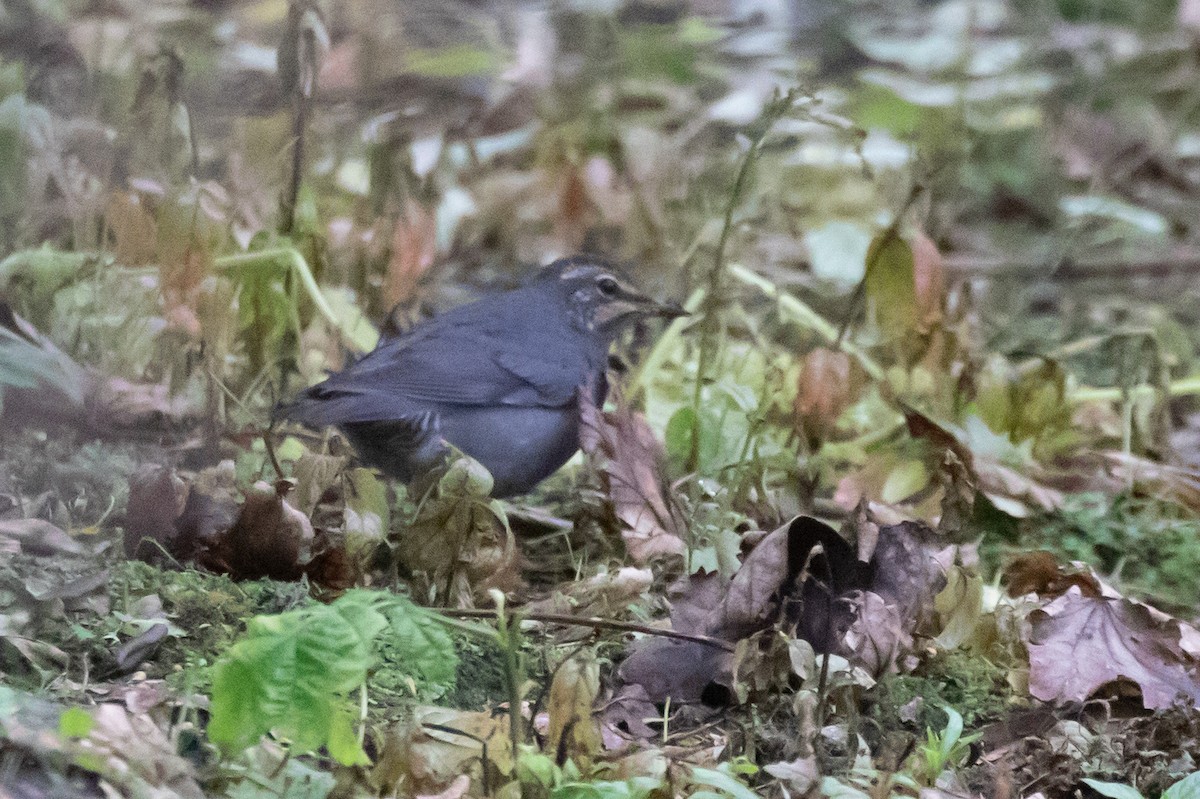 Siberian Thrush - ML642891164
