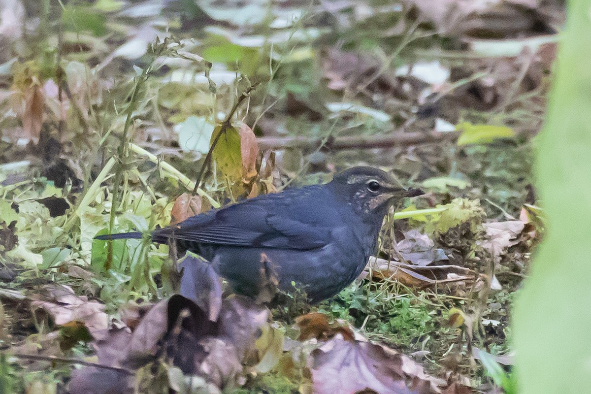 Siberian Thrush - ML642891165