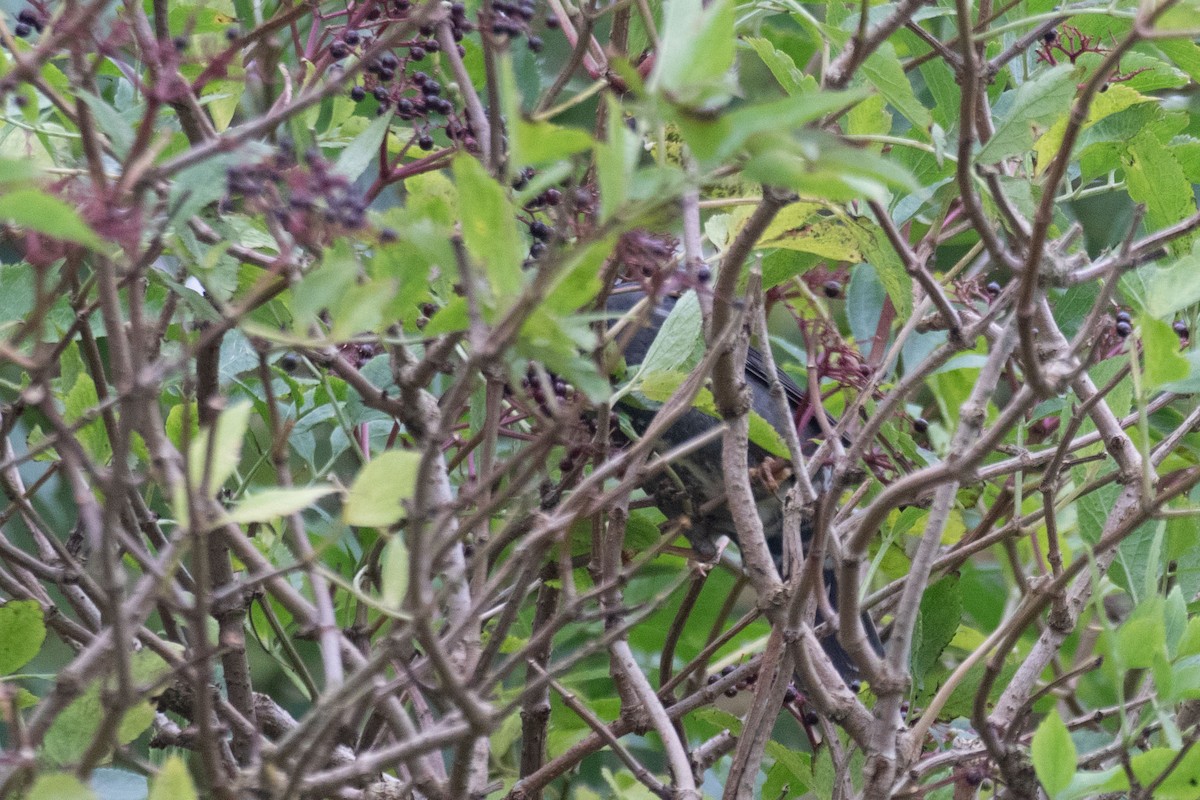 Siberian Thrush - ML642891166