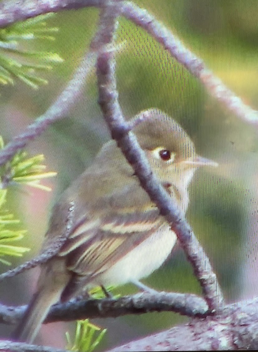Western Flycatcher - ML642891168