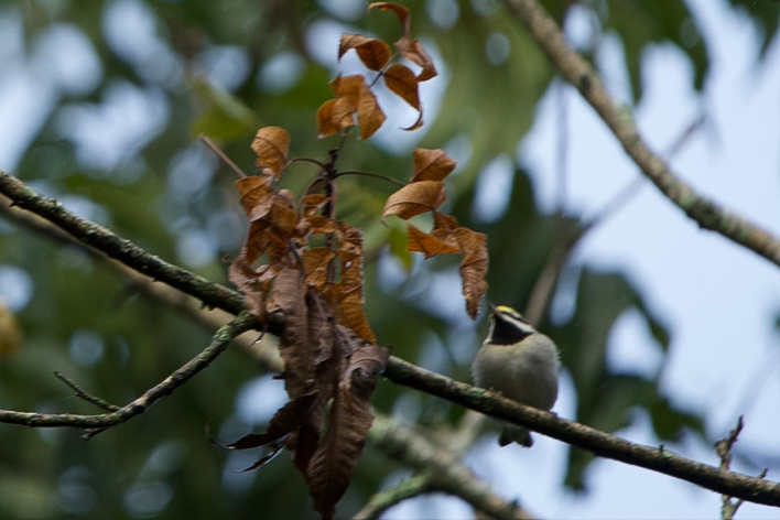 Golden-winged Warbler - ML642891179