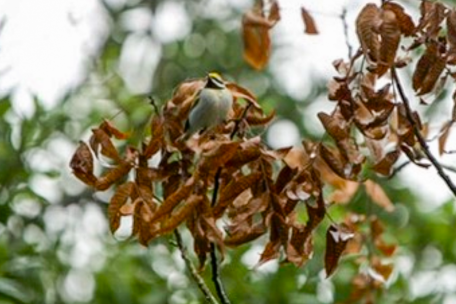 Golden-winged Warbler - ML642891180