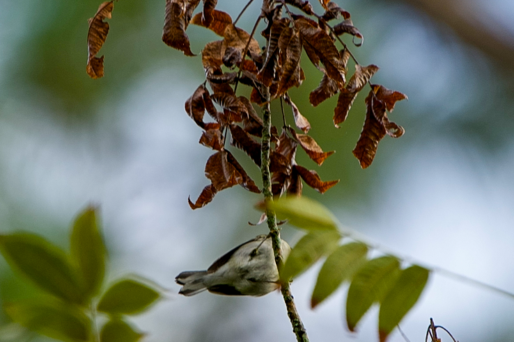 Golden-winged Warbler - ML642891181