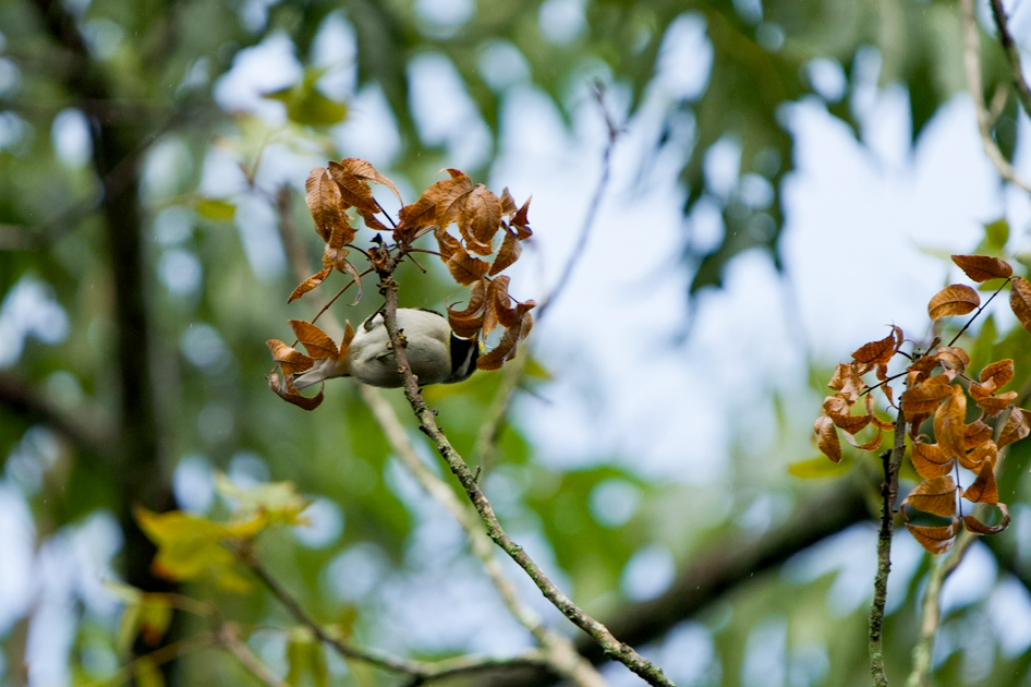 Golden-winged Warbler - ML642891182