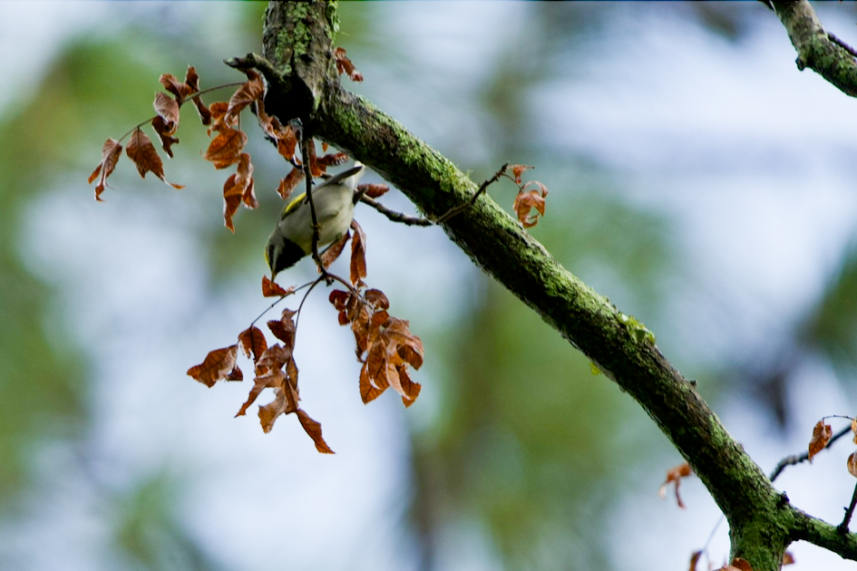 Golden-winged Warbler - ML642891183