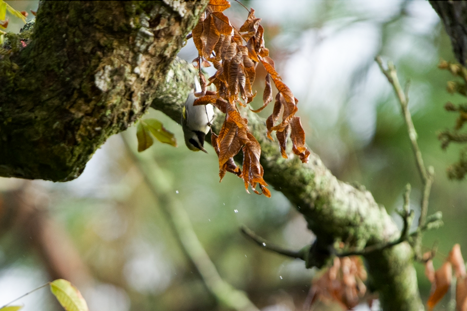 Golden-winged Warbler - ML642891184