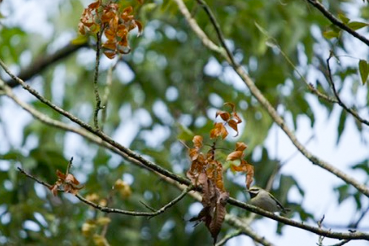 Golden-winged Warbler - ML642891185