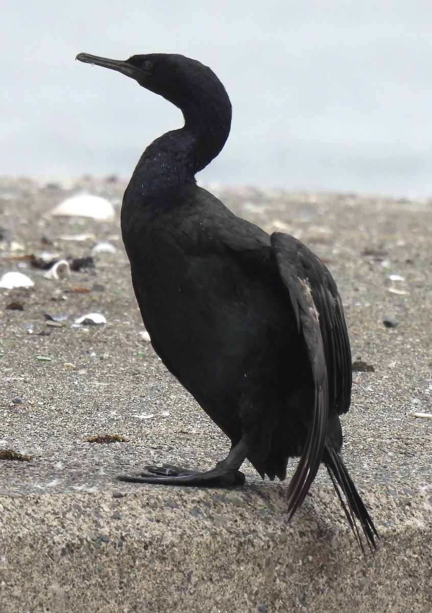 Pelagic Cormorant - ML642891195