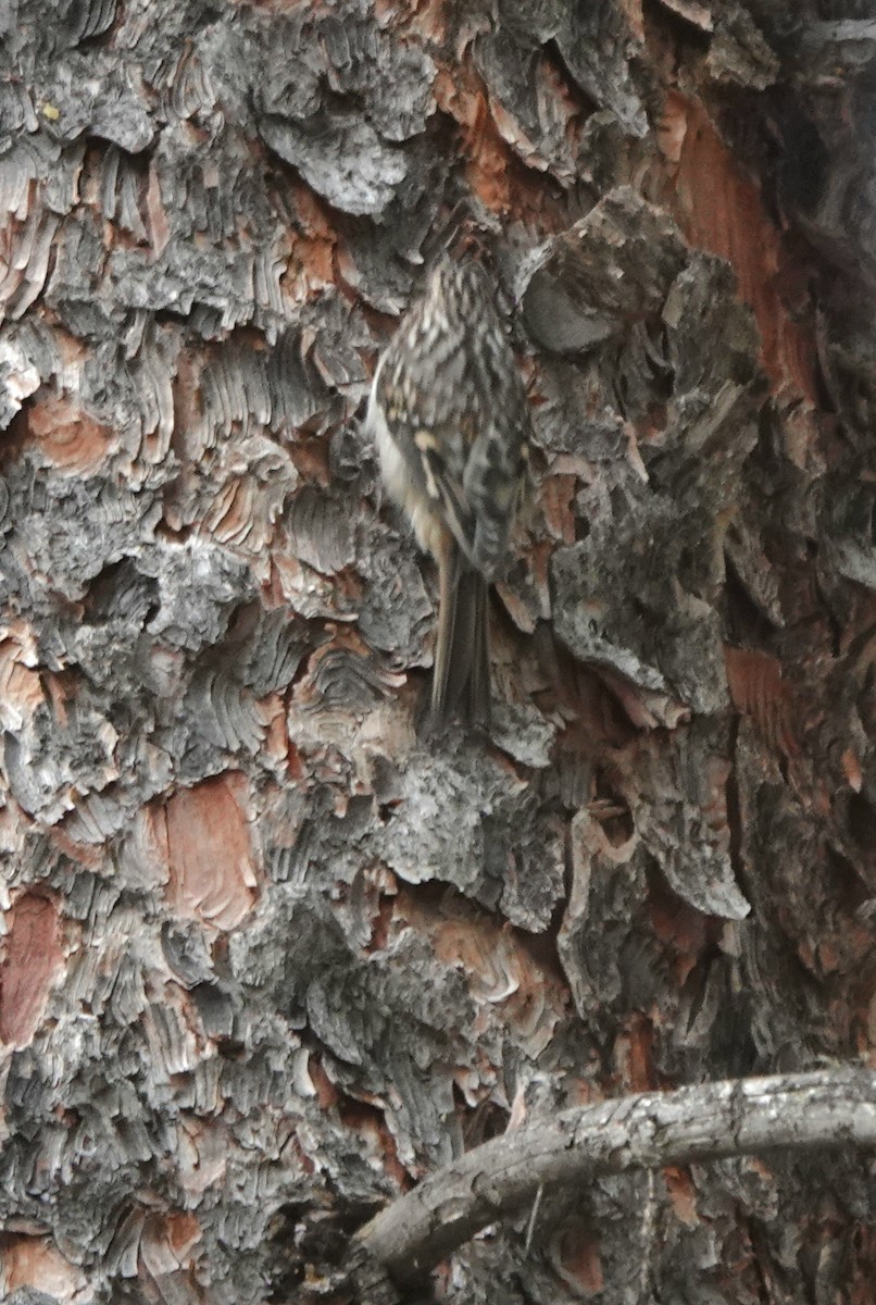 Brown Creeper - ML642891199