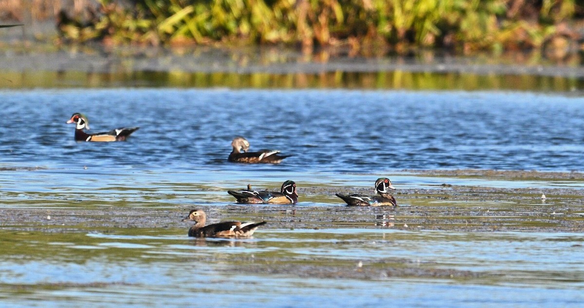 Wood Duck - ML642891202