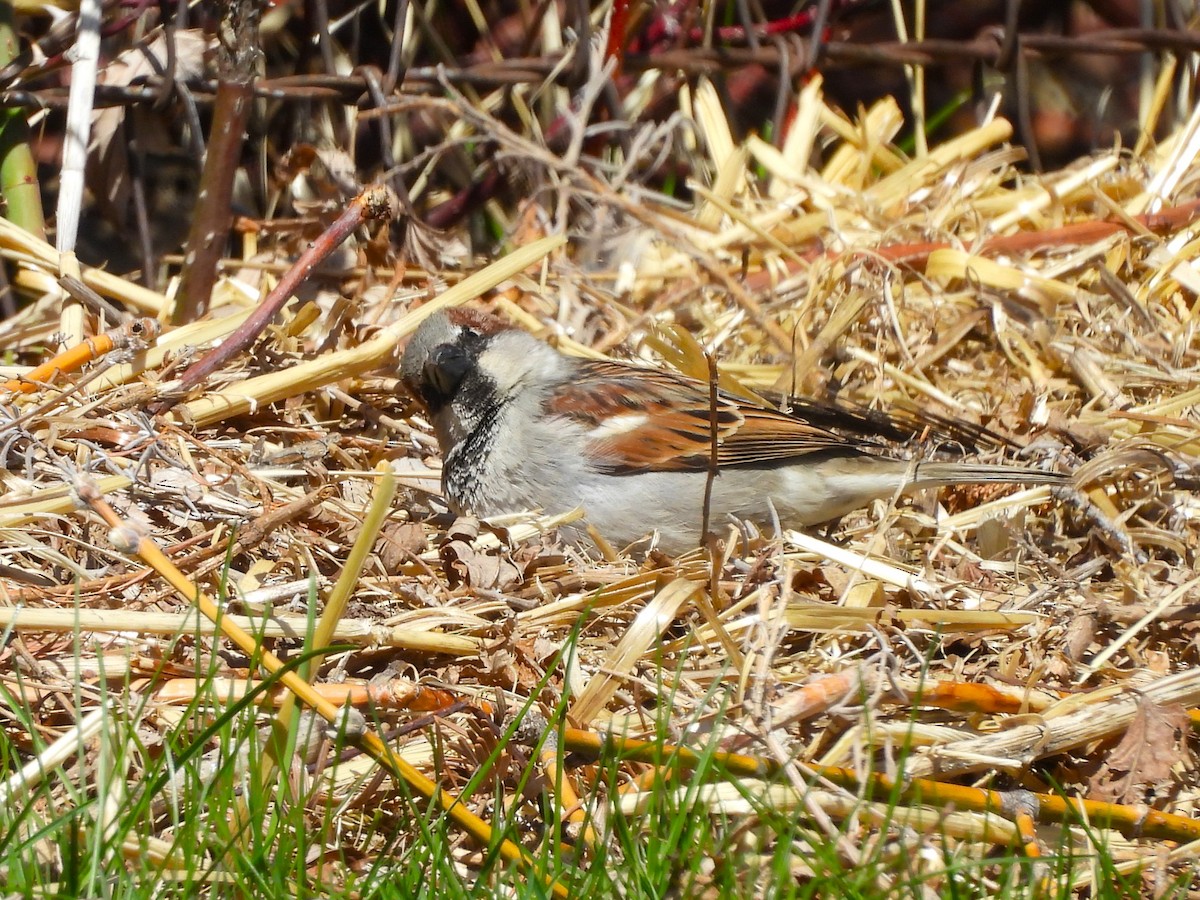 House Sparrow - ML642891203