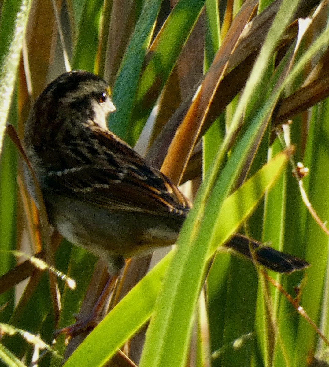 White-throated Sparrow - ML642891205