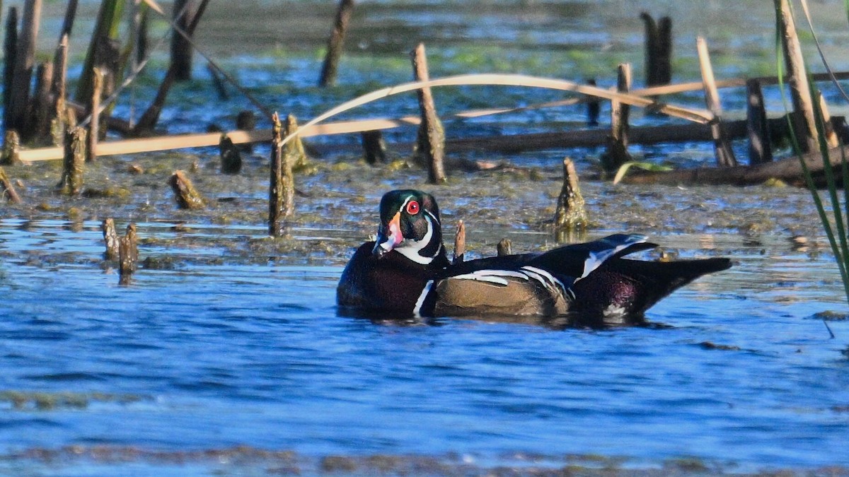 Wood Duck - ML642891206