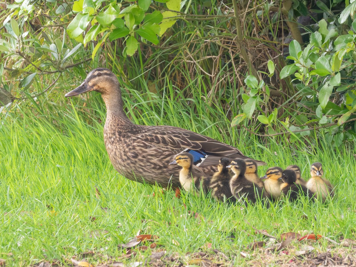 Mallard - ML642891208