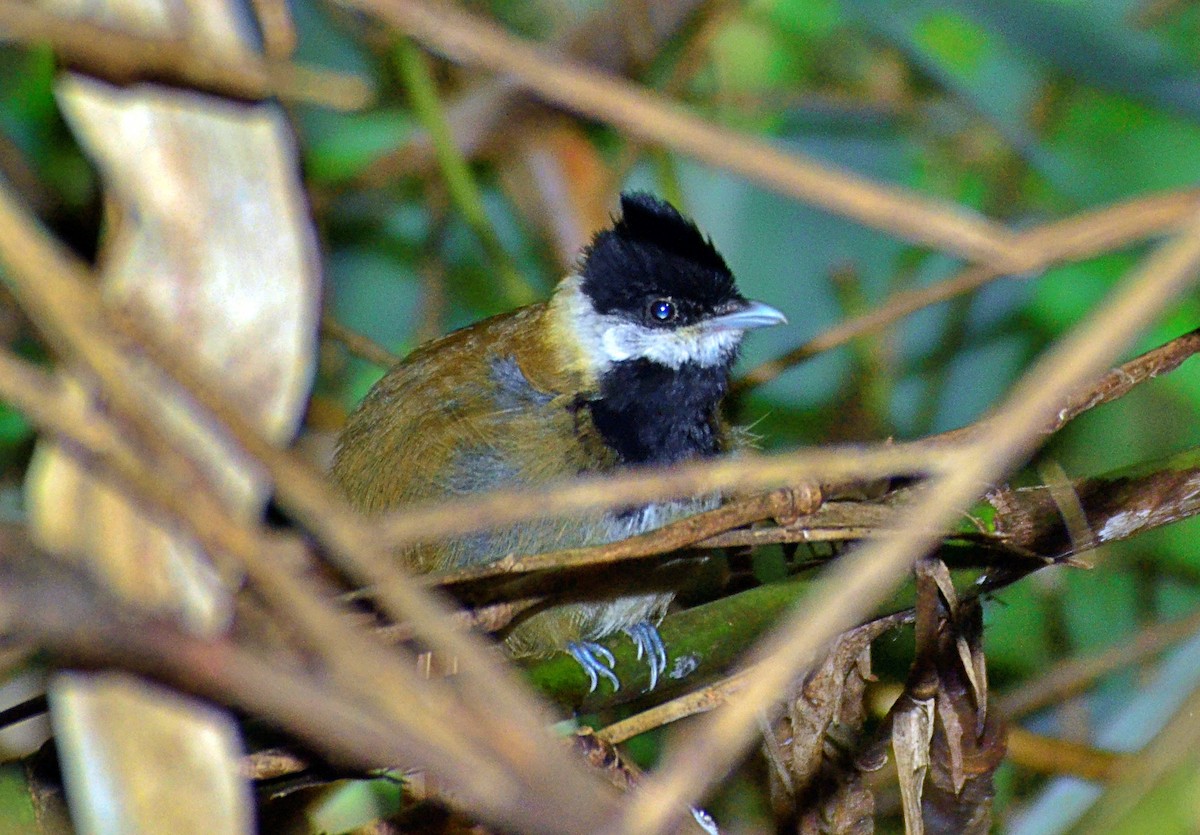 White-bearded Antshrike - ML642891209