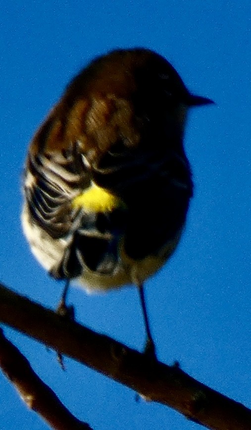 Yellow-rumped Warbler - ML642891212