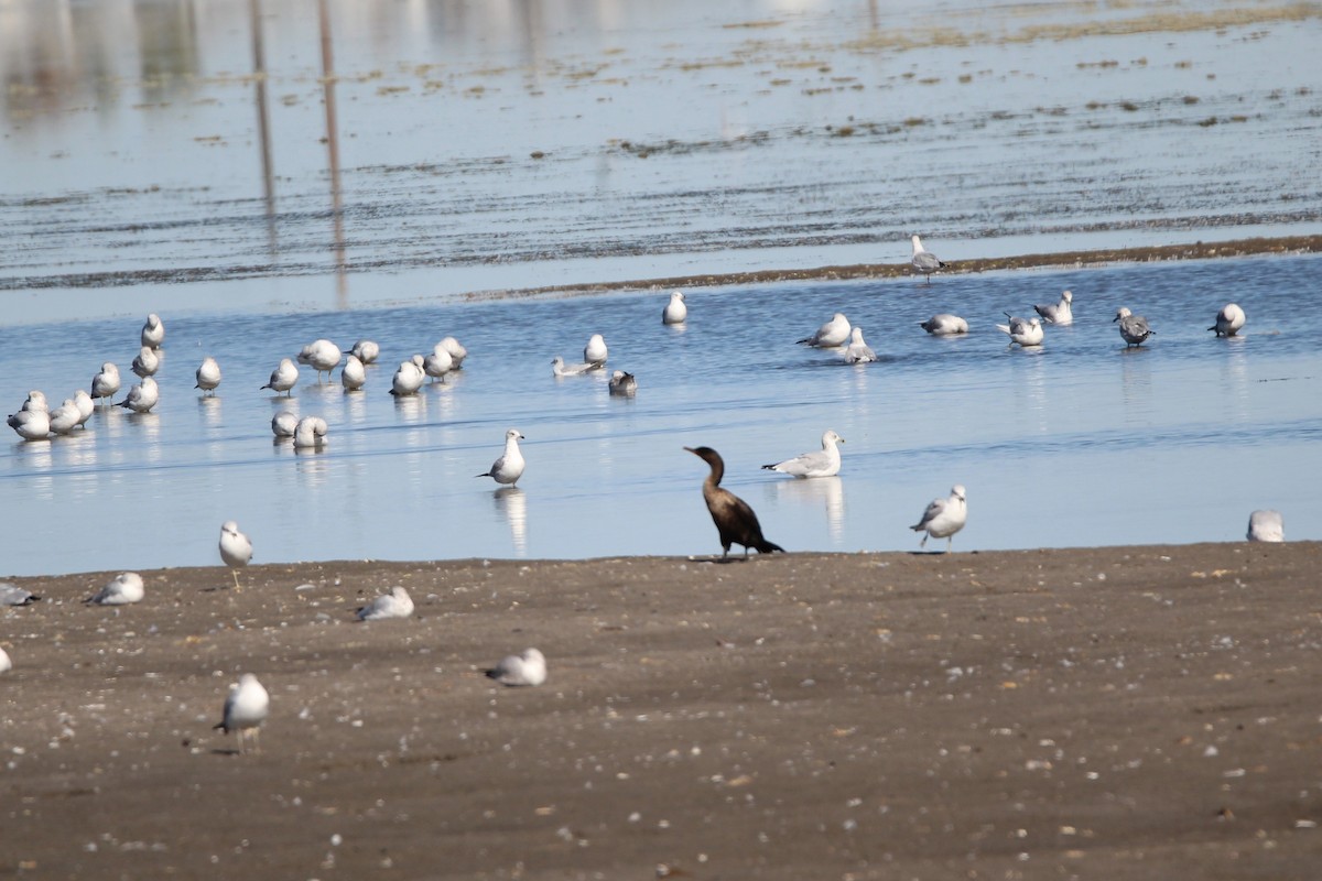Double-crested Cormorant - ML642891213
