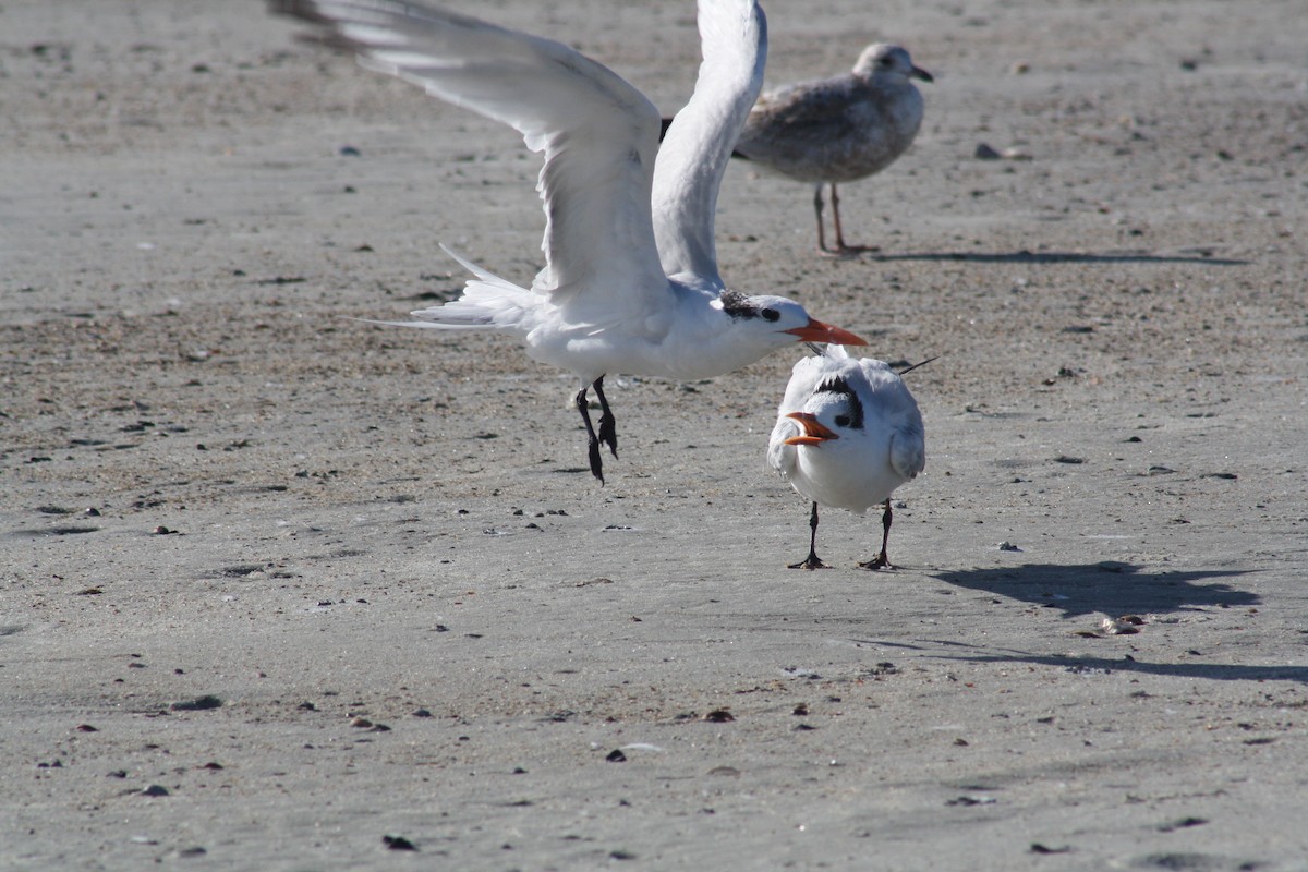 Royal Tern - ML642891214