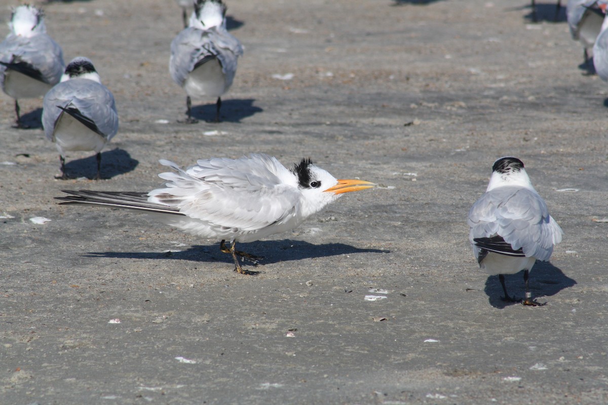 Royal Tern - ML642891215
