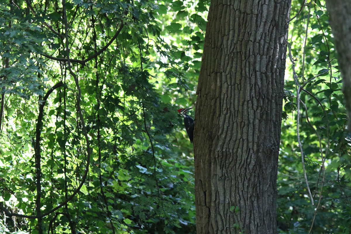 Pileated Woodpecker - ML642891219