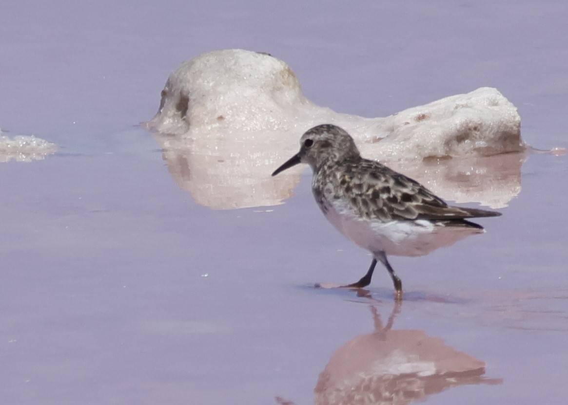 Least Sandpiper - ML642891220