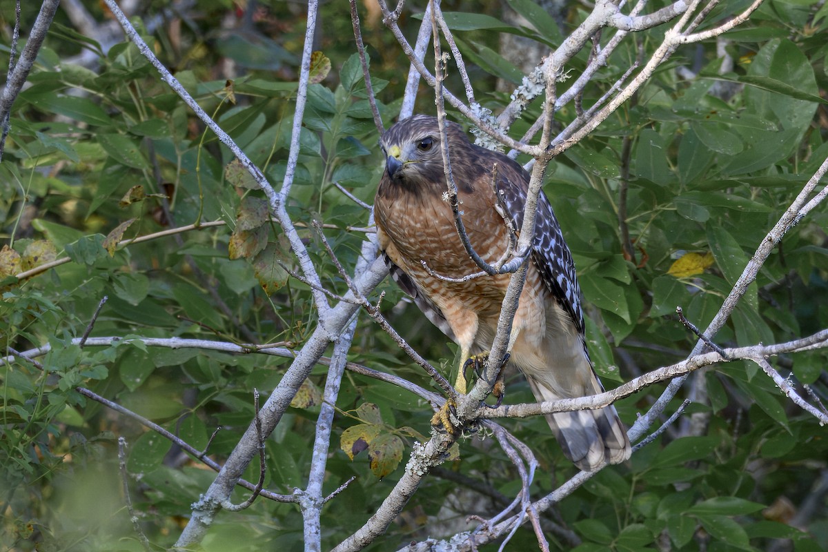 Red-shouldered Hawk - ML642891222