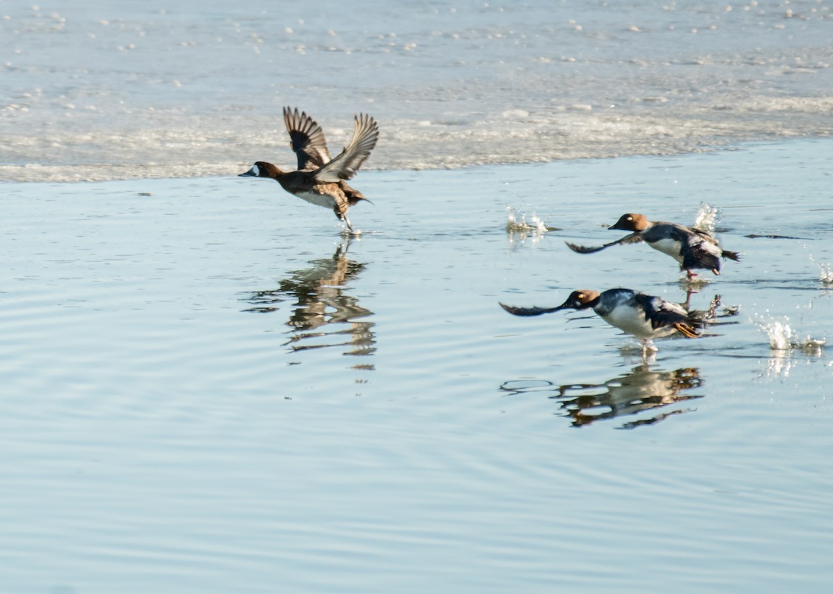 Lesser Scaup - ML642891225