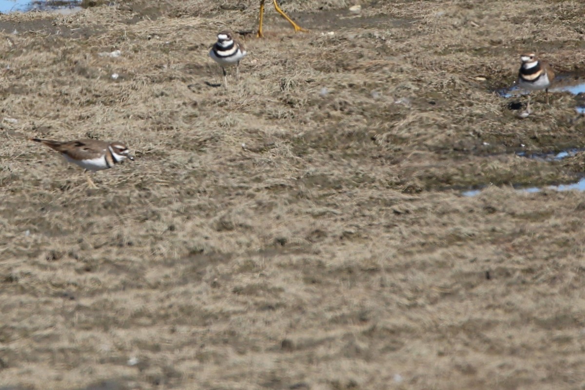 Killdeer - ML642891226