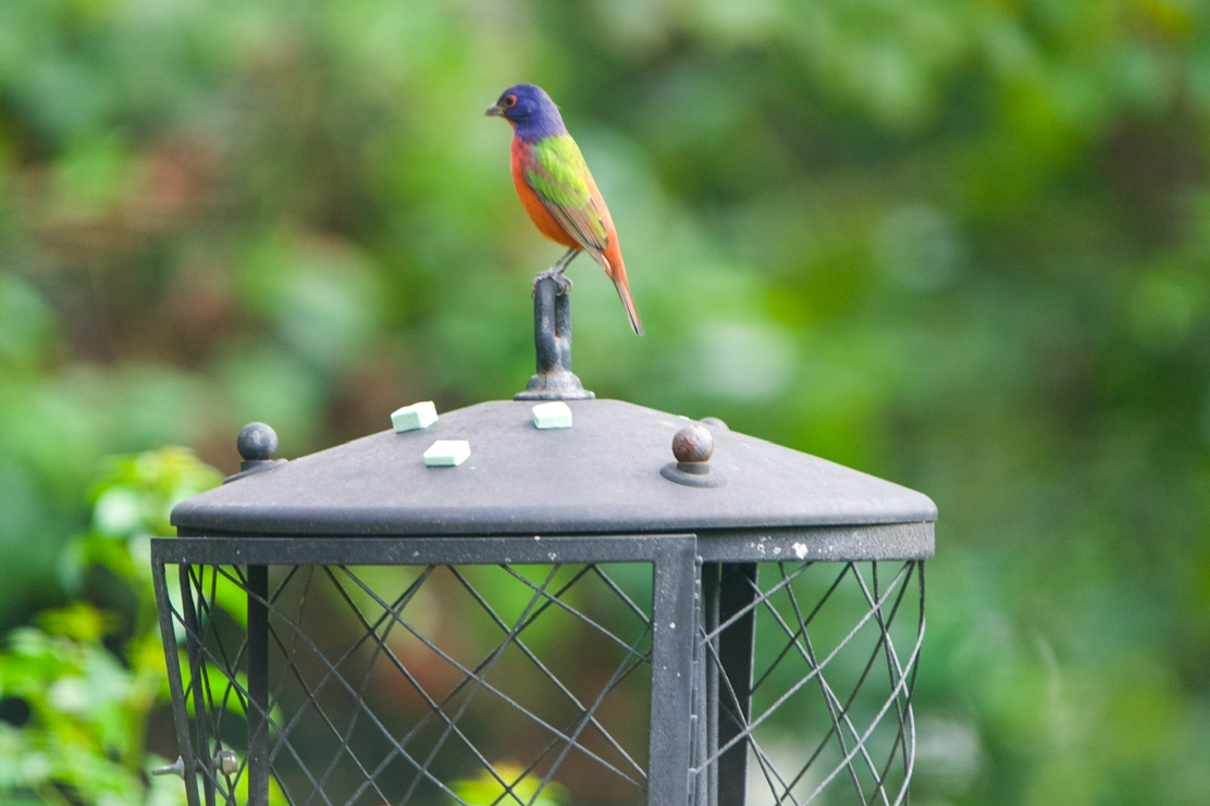 Painted Bunting - ML642891230
