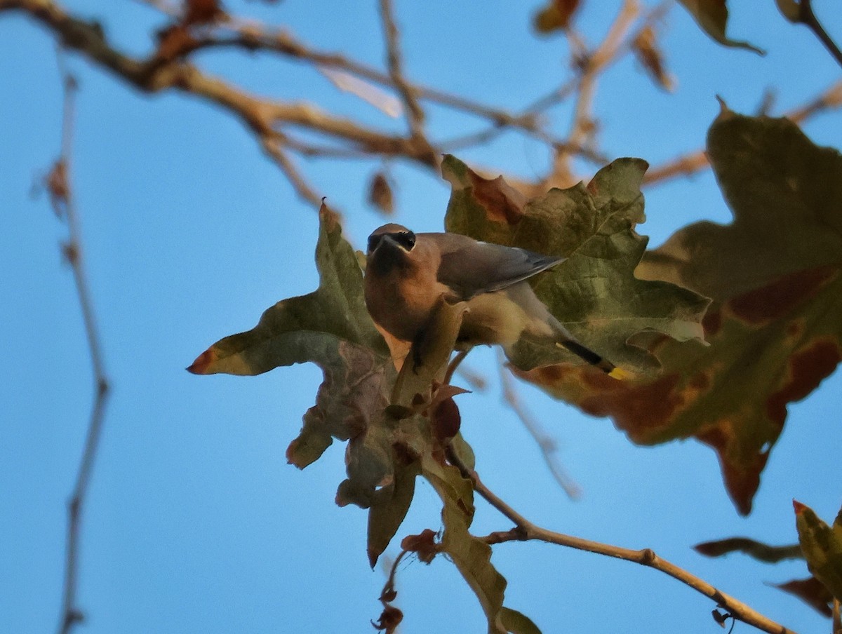 Cedar Waxwing - ML642891232