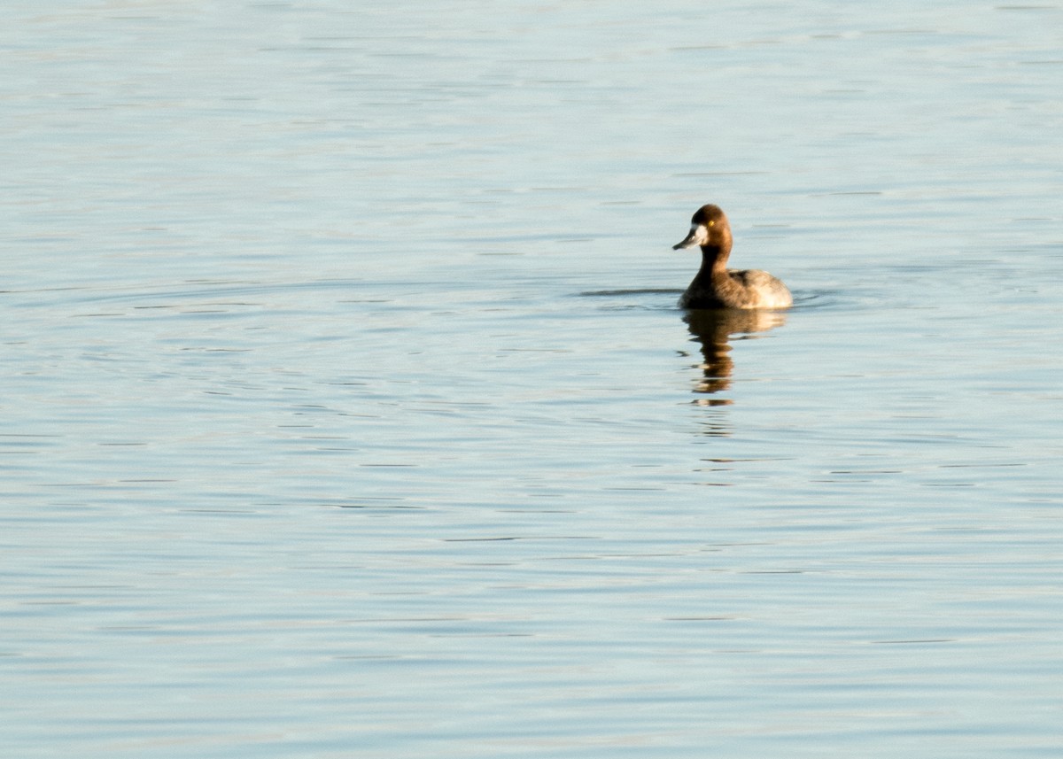 Lesser Scaup - ML642891233