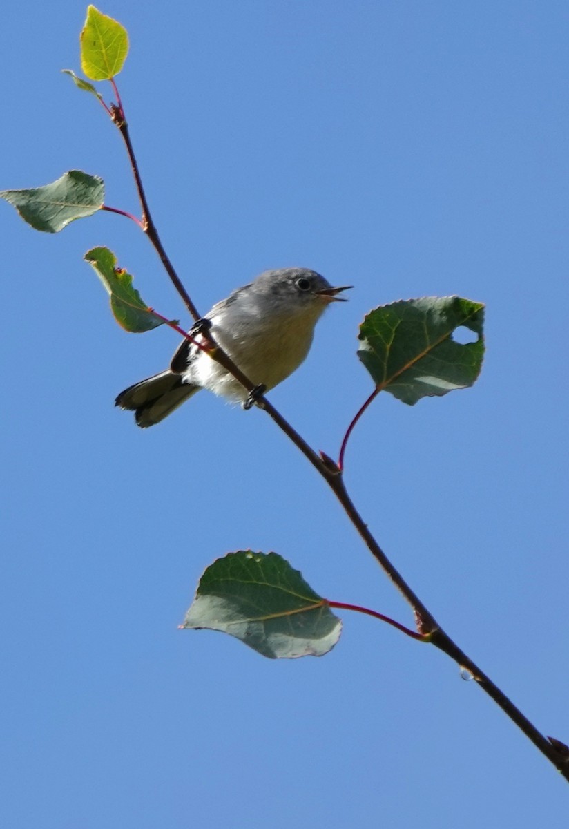 Blue-gray Gnatcatcher - ML642891234