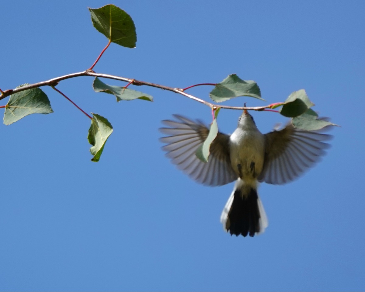 Blue-gray Gnatcatcher - ML642891235