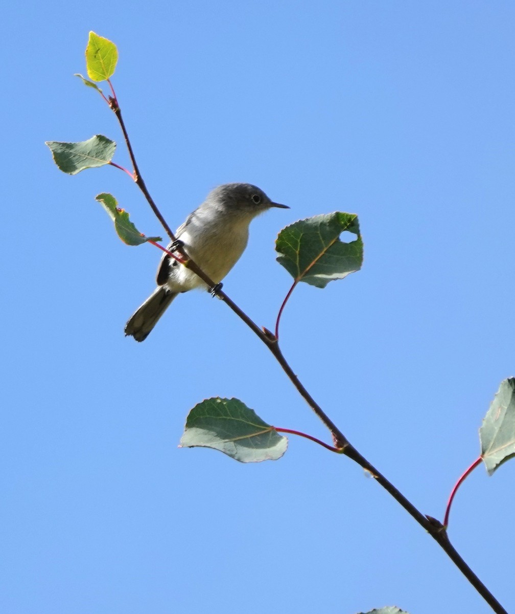 Blue-gray Gnatcatcher - ML642891236