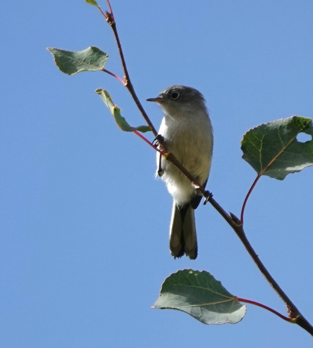 Blue-gray Gnatcatcher - ML642891237