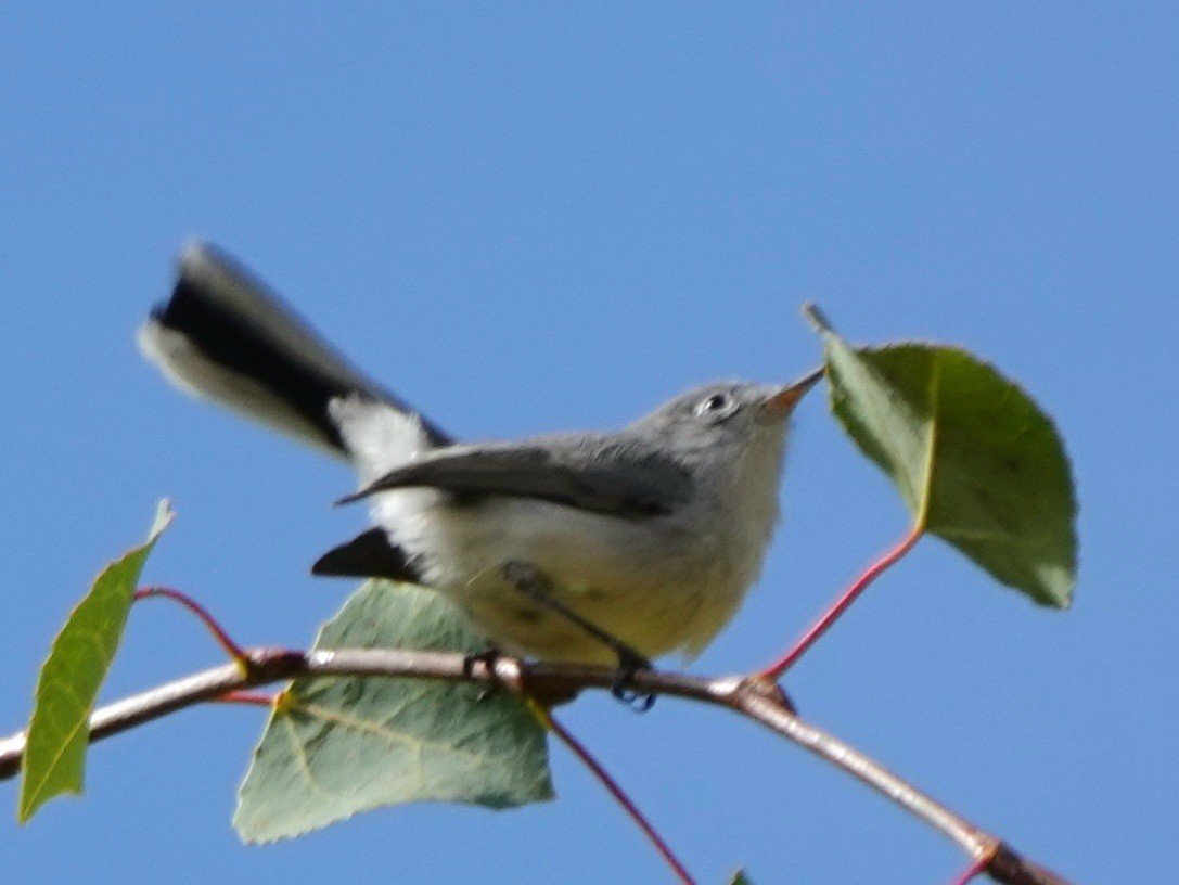 Blue-gray Gnatcatcher - ML642891238