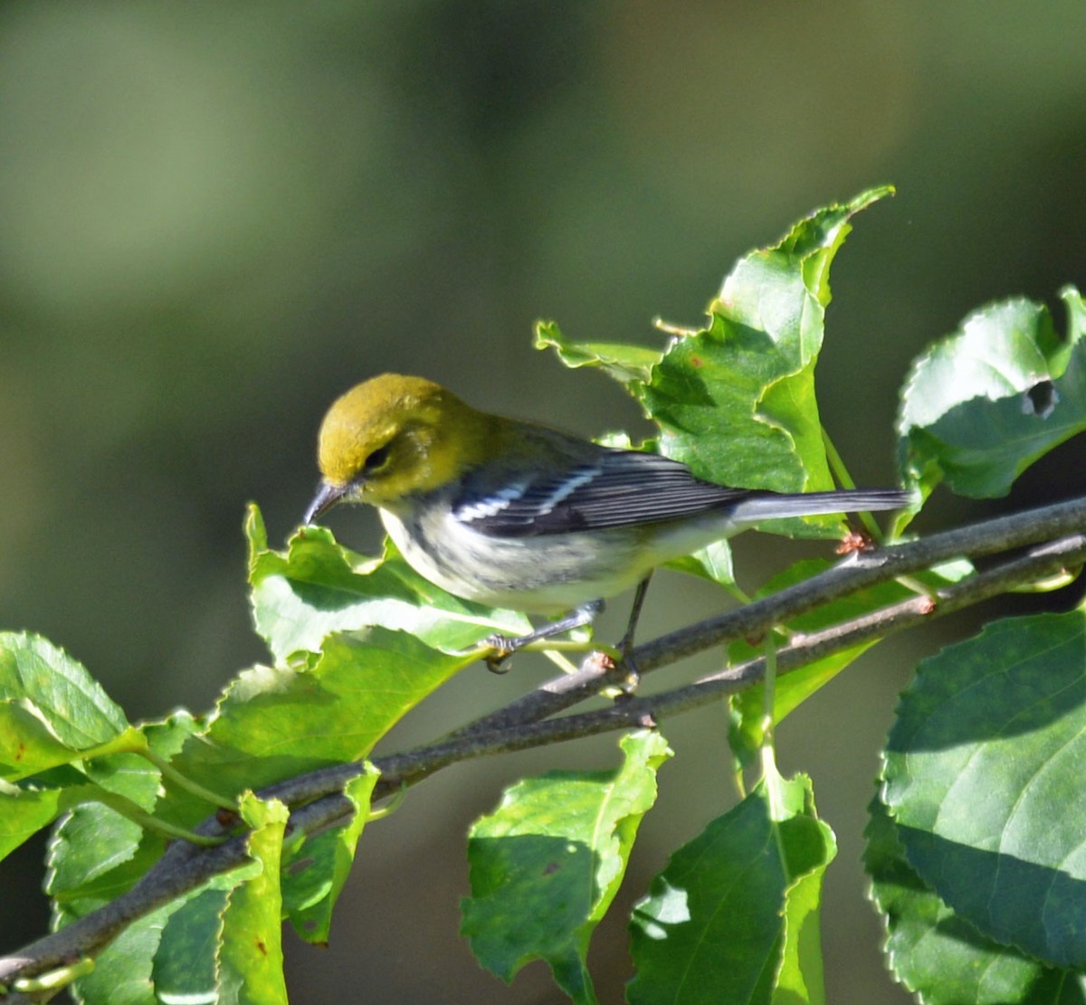 Black-throated Green Warbler - ML642891239