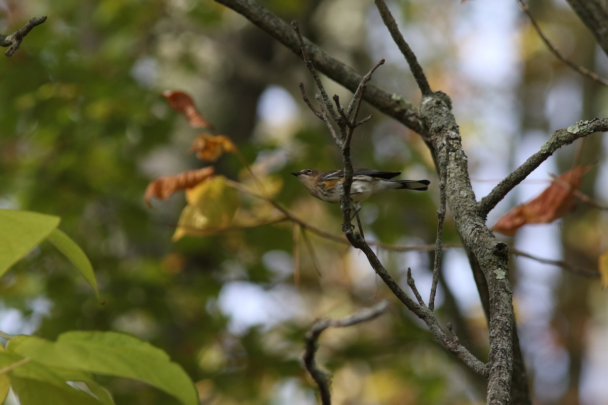Yellow-rumped Warbler - ML642891241