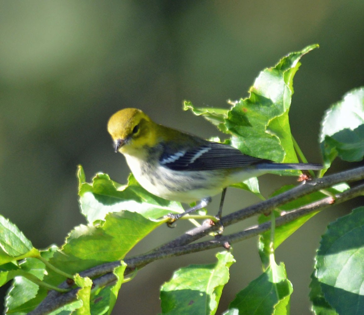 Black-throated Green Warbler - ML642891242