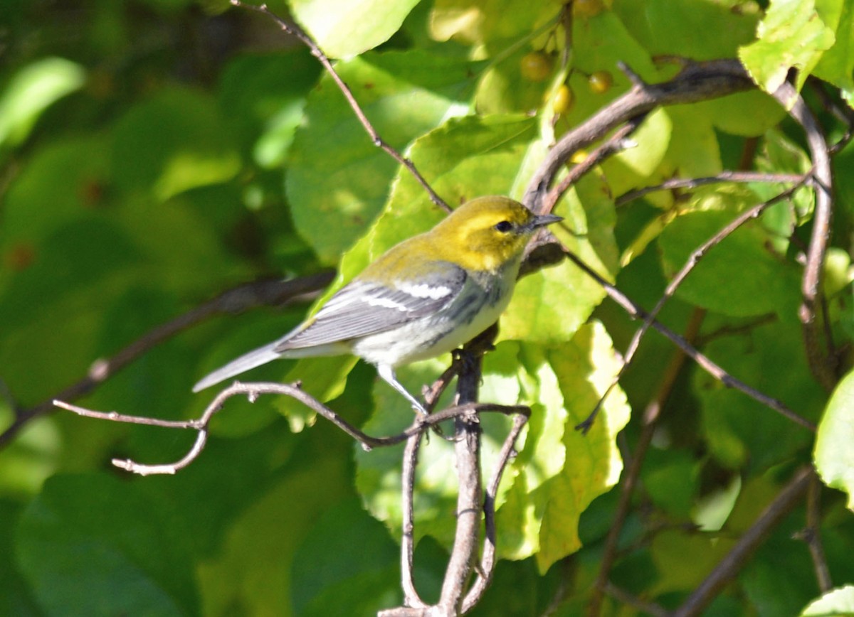 Black-throated Green Warbler - ML642891243