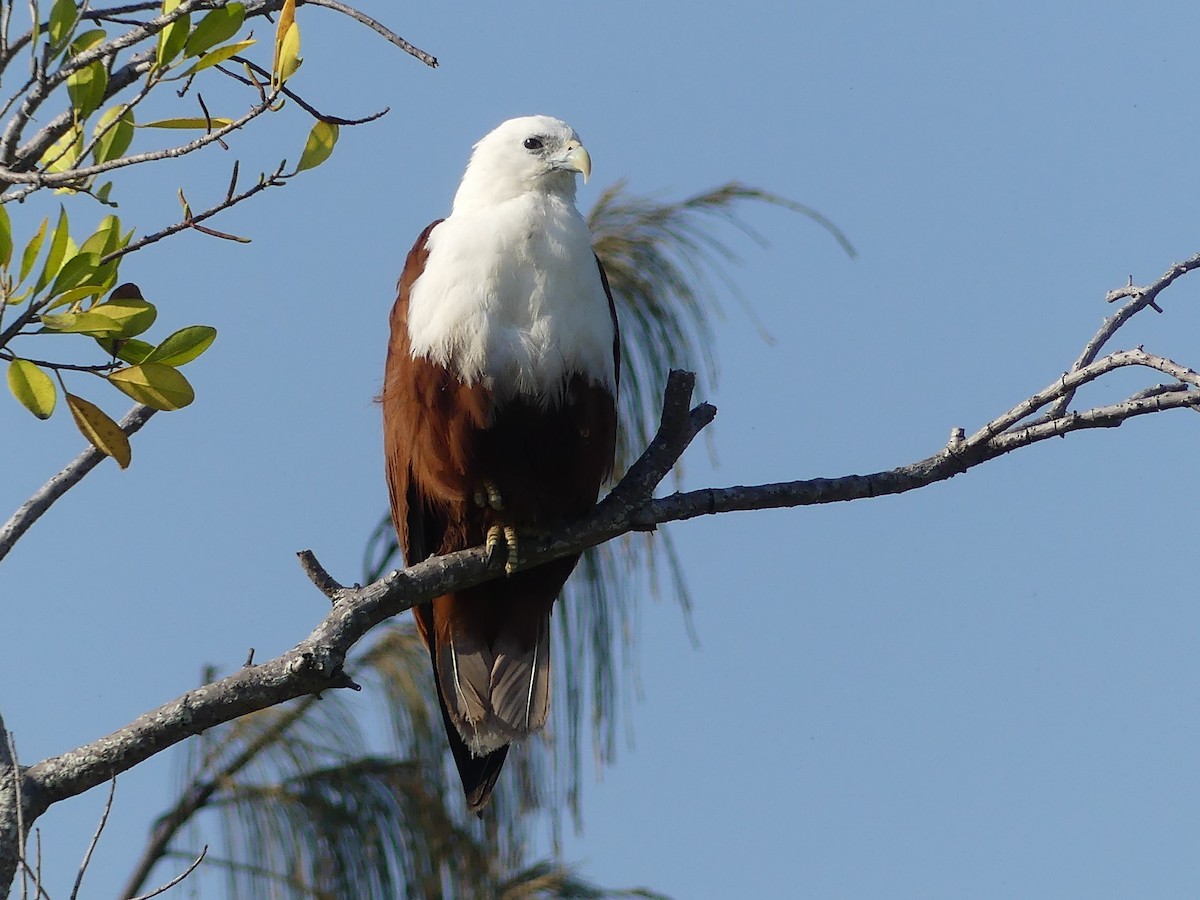 Brahminy Kite - ML642891245