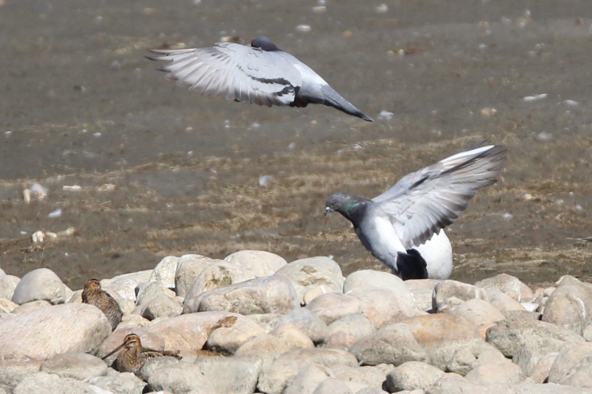 Piccione domestico - ML642891247