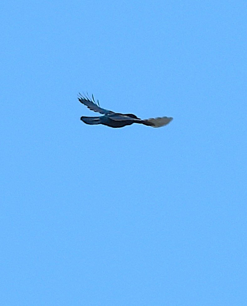 Pinyon Jay - ML642891298
