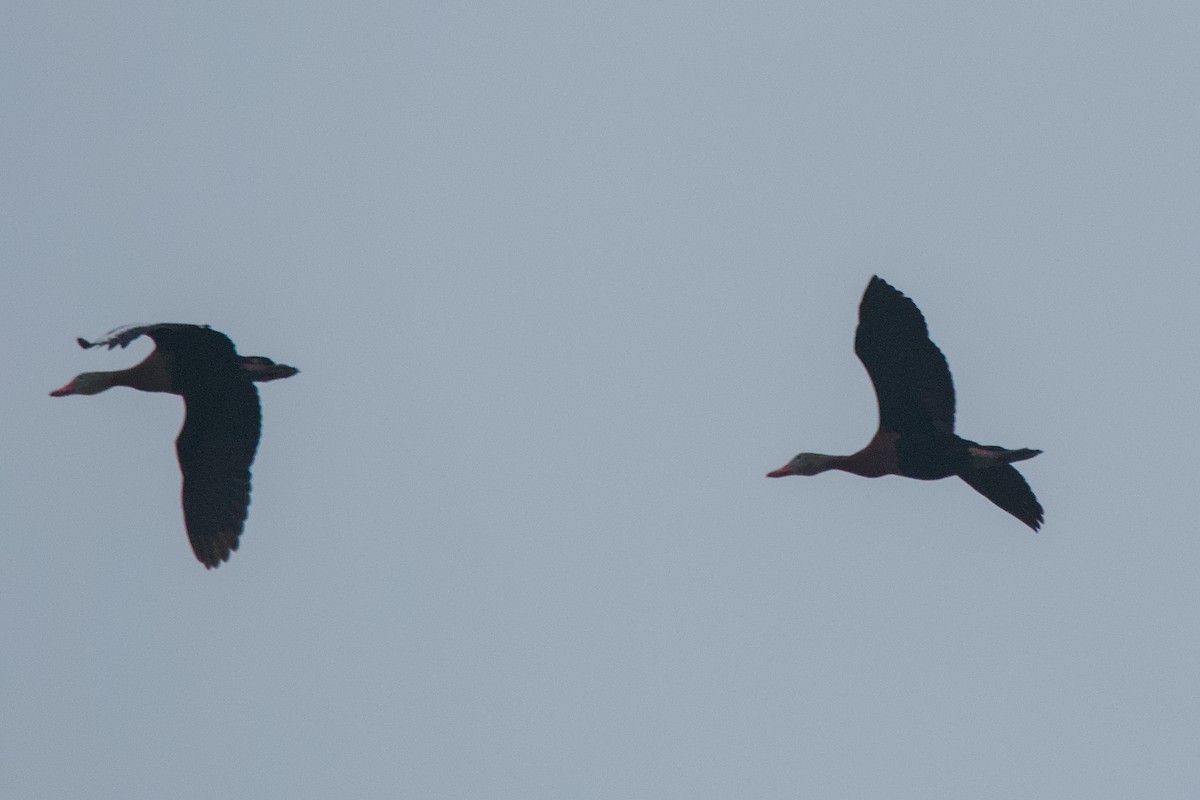 Black-bellied Whistling-Duck - ML642891302
