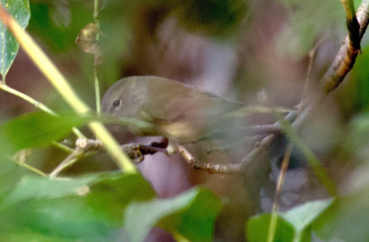 Orange-crowned Warbler - ML642891303