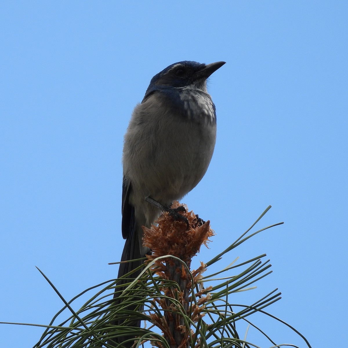 California Scrub-Jay - ML642891305