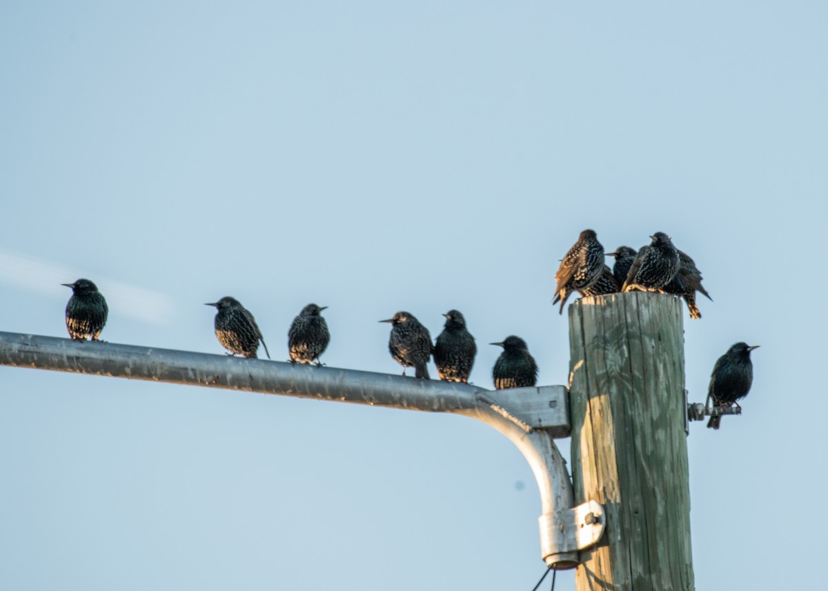 European Starling - ML642891313