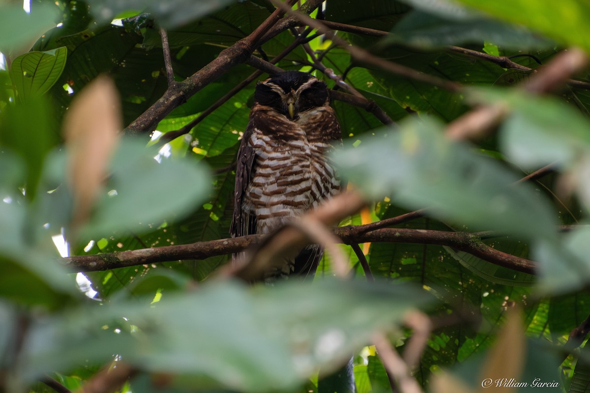 Band-bellied Owl - ML642891314