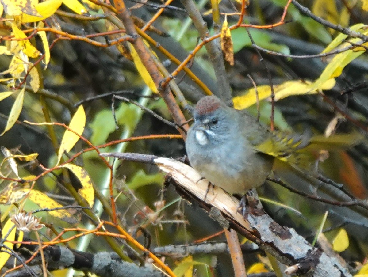 Green-tailed Towhee - ML642891316
