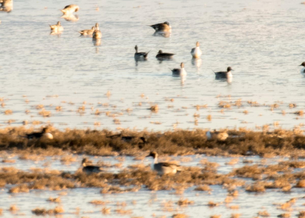 Northern Pintail - ML642891318